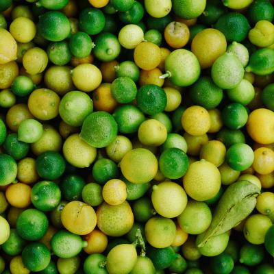 Coltivazone Olive Biancolilla