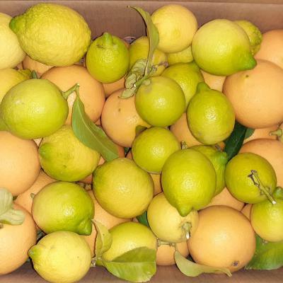 Coltivazione Limoni